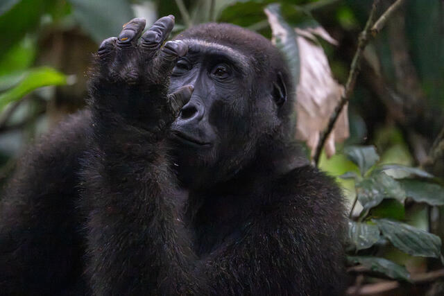 Western Lowland Gorilla Inspecting Palm print