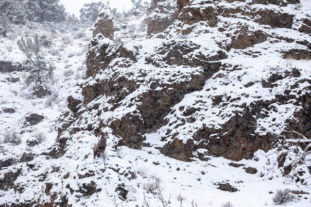 Bighorn Sheep Ram on a Rocky Ridge in a Snowstorm print