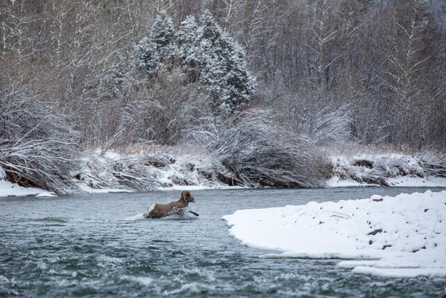 Bighorn Sheep Ram Crossing a River print