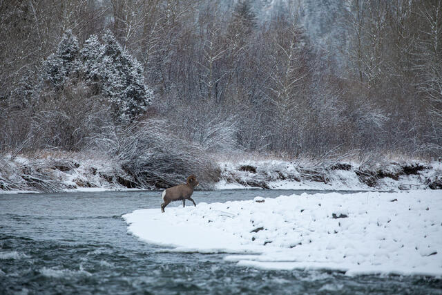 Bighorn Sheep after Crossing a River print