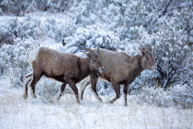 Bighorn Sheep Ewes in the Snow print