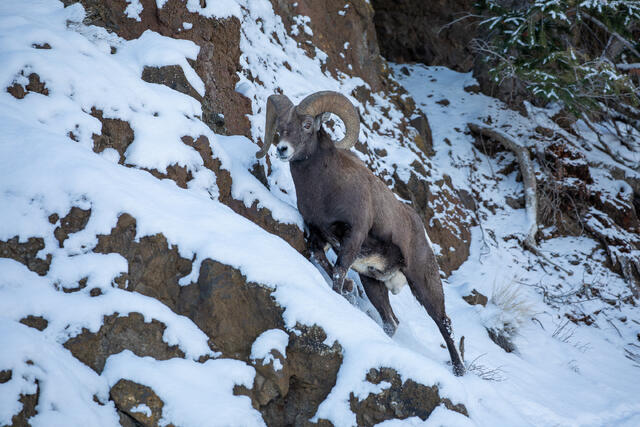 Bighorn Sheep Ram on a Rocky Ridge During the Rut print