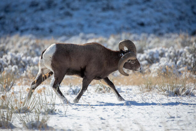 Bighorn Sheep Ram on the Hunt During the Rut print