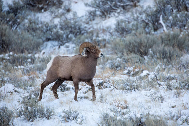 Bighorn Sheep Ram in the Snow print