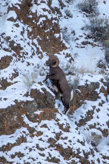 Bighorn Sheep Ram Climbing a Ridge print