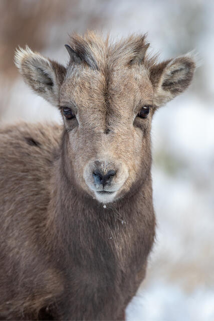 Bighorn Sheep Lamb Portrait print