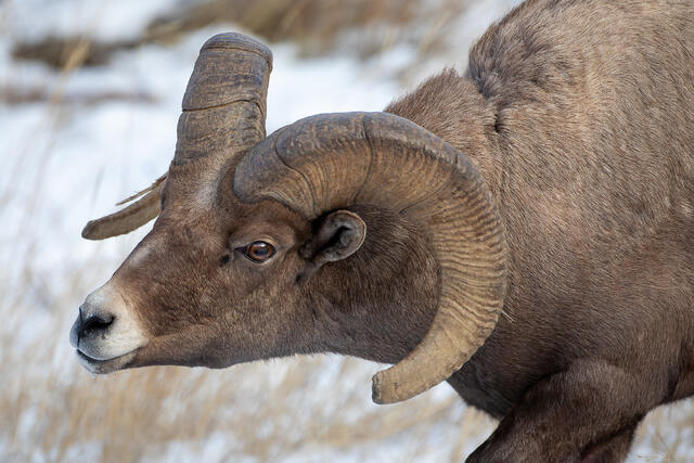Bighorn Ram Searching print