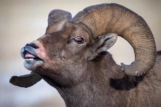 Bighorn Sheep Ram Portrait during the Rut print