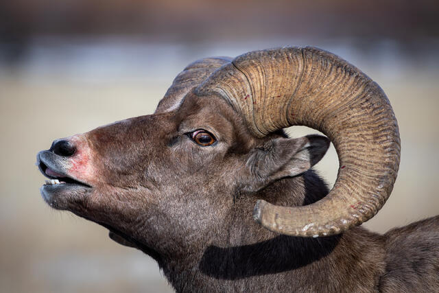 Bighorn Shop Ram Portrait during the Rut print