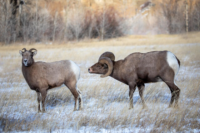 Bighorn Ram and Ewe During the Rut print