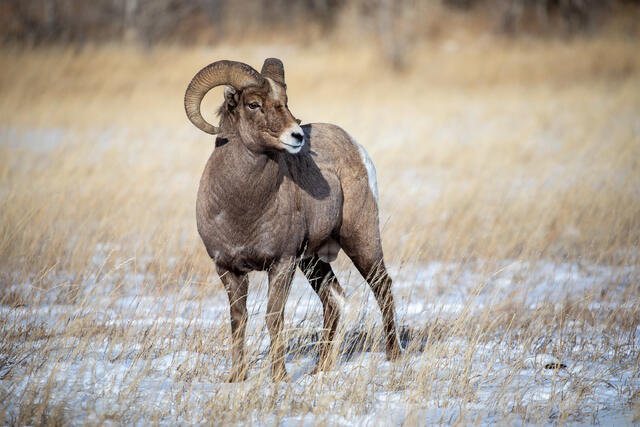 Bighorn Sheep Ram in the snow print