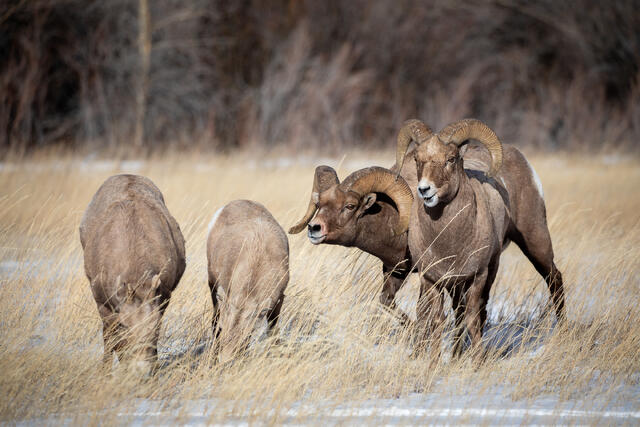 Two Rams and Two Ewes during the Rut print