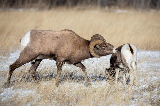 Bighorn Sheep Ram and Ewe during the Rut print
