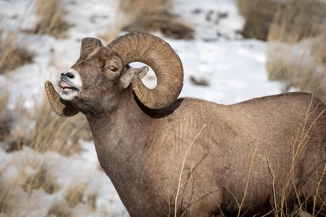 Bighorn Ram Flehmen Response print