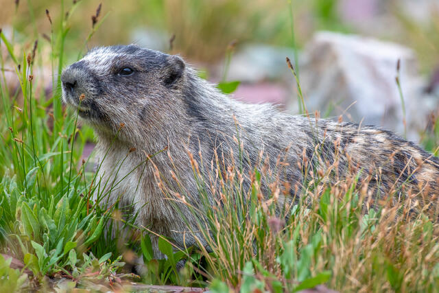 Hoary Marmot print