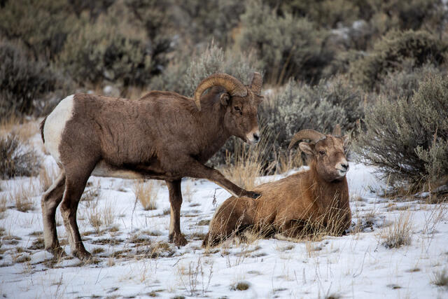 Bighorn Ram Instigating Another during the Rut print