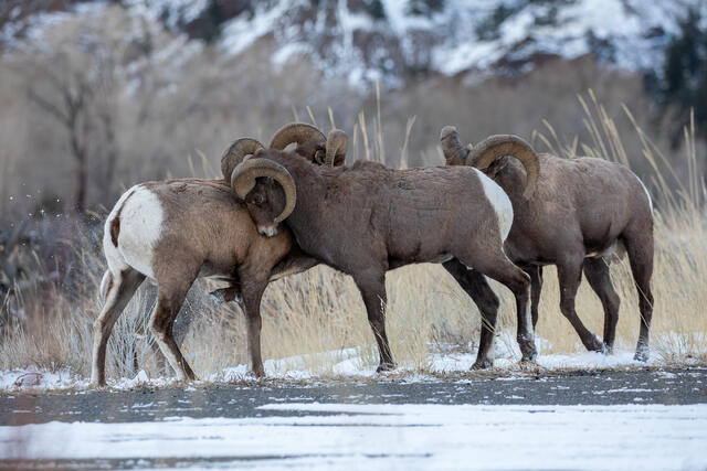 Rams Sparring During the Rut print