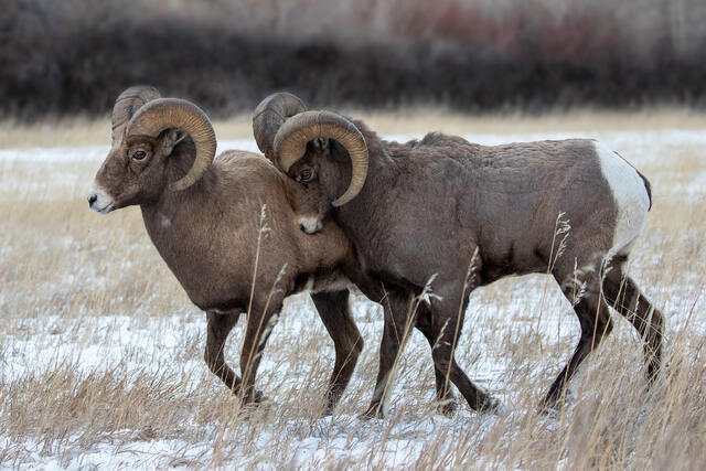 Bighorn Rams during the Rut print