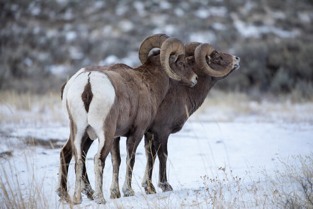 Bighorn Rams During the Rut print