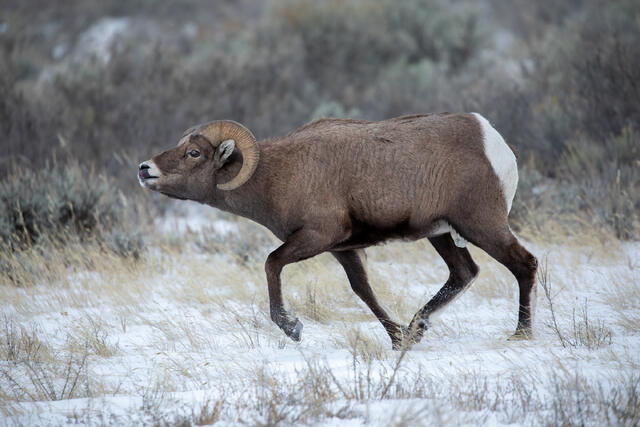 Bighorn Ram Flehmen Response print
