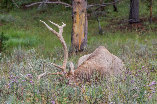 Bull Elk Sleeping print