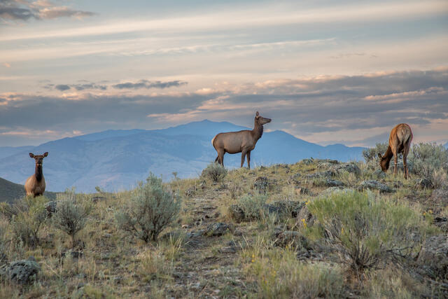 Three Cow Elk in the evening print