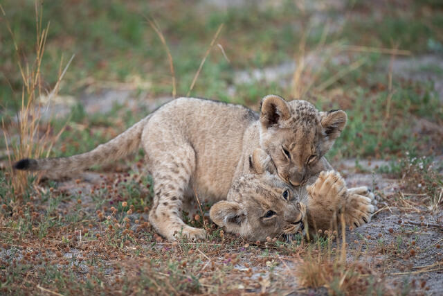 Lion Cubs Playing print