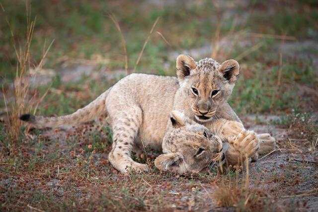 Lion Clubs at Play print