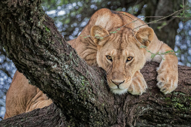 Lioness in Tree print