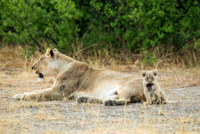 Lion Cub Playing with Moms Tail print