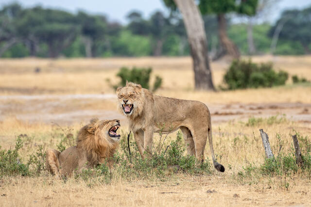 Male Lions Flehmen Response print