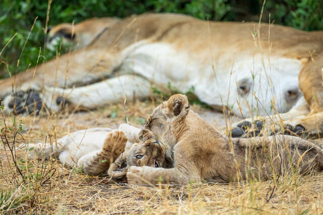 Lion Cubs Playing print