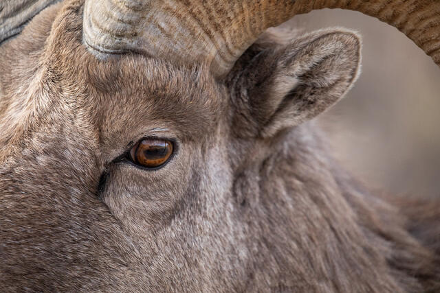 Bighorn Sheep Rams' Eye print