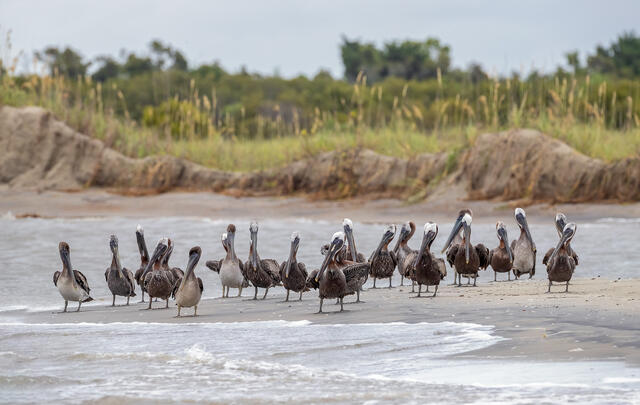 Brown Pelicans print