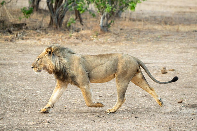 Battle-scarred Lion print