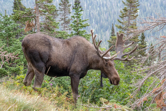 Bull Moose with Antlers in Velvet print