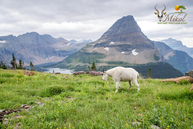 Mountain Goat Animalscape print