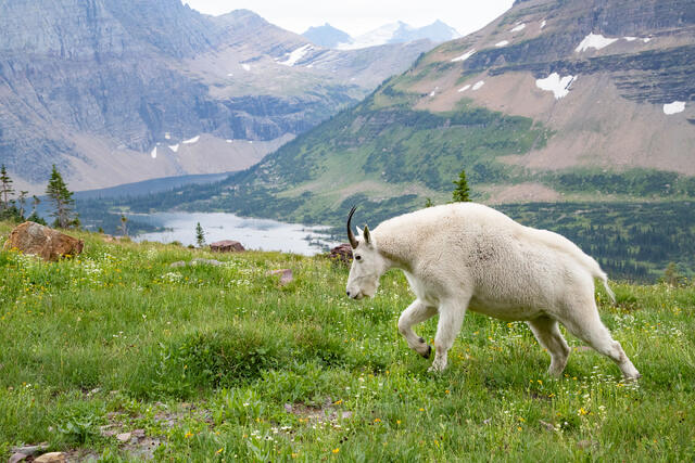 Mountain Goat walks above Treeline print