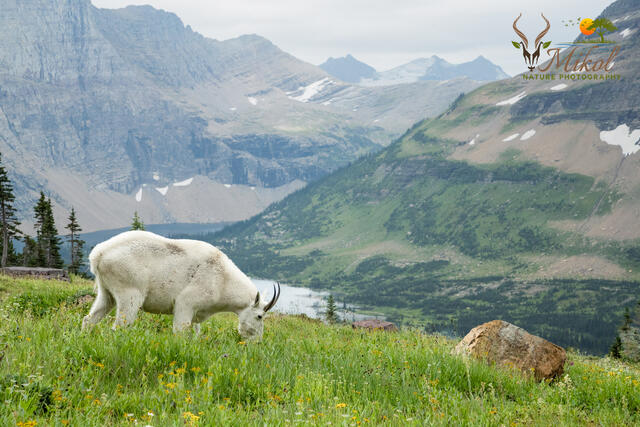Grazing Mountain Goat print