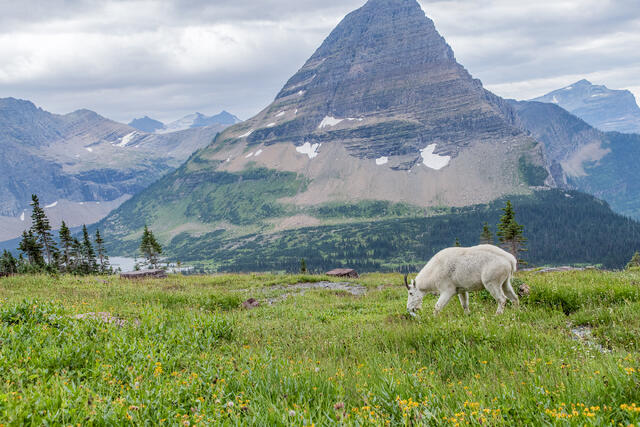 Mountain Goat Grazing print