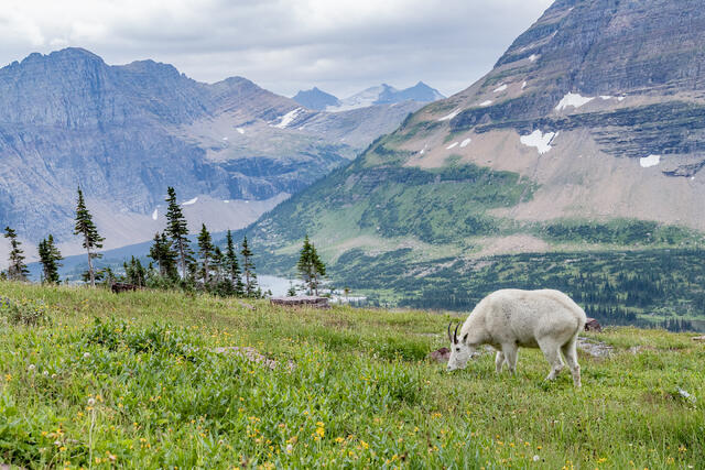Mountain Goat and Wildflowers print