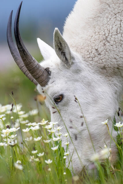 Mountain Goat Grazing print