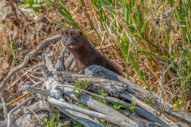 American Mink  print