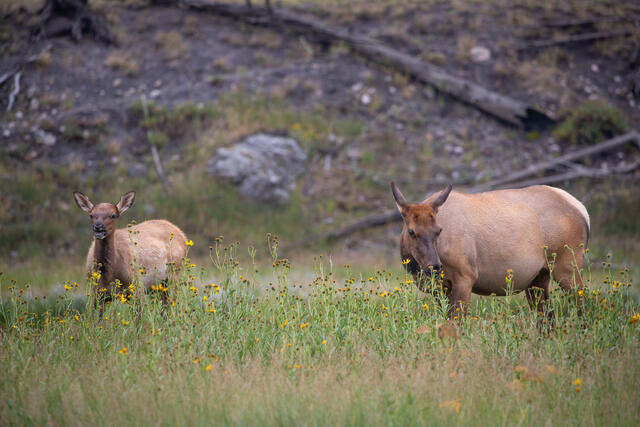 Elk and Calf in Flower Meadow print