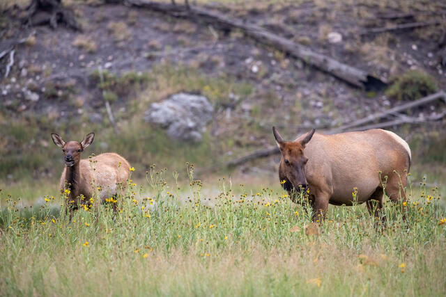 Elk Cow and Calf in a Field of Arnica print