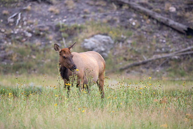 An Elk Cow dines on Arnica Wildflowers print