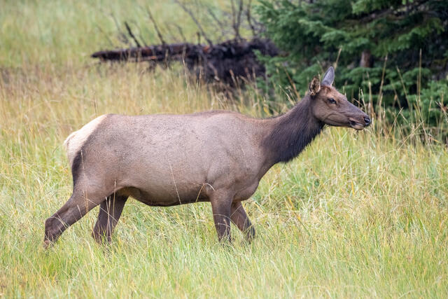 Elk cow in the Summer print
