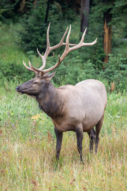 Bull Elk in late Summer print