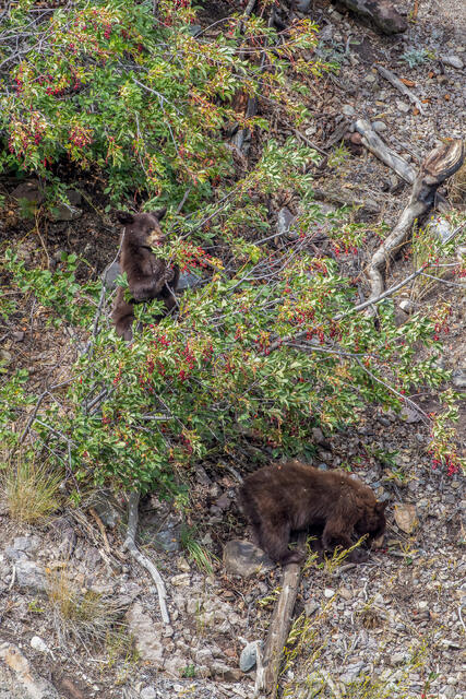 Black Bear Cubs eating Berries print