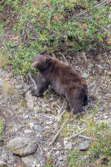 Black Bear Eating Berries print